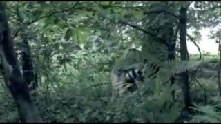 Interracial fuck in the woods
